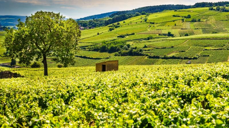 Paysage de vignobles verts dans la région viticole de Pommard, Bourgogne-Franche-Comte
