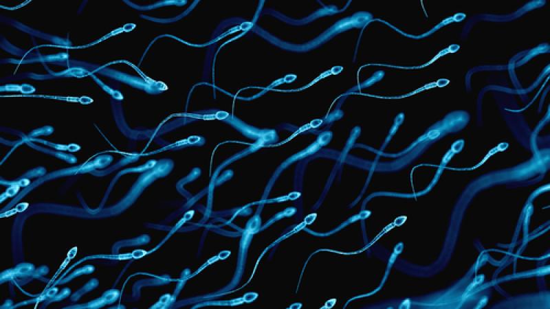 fertilité sperme test 
