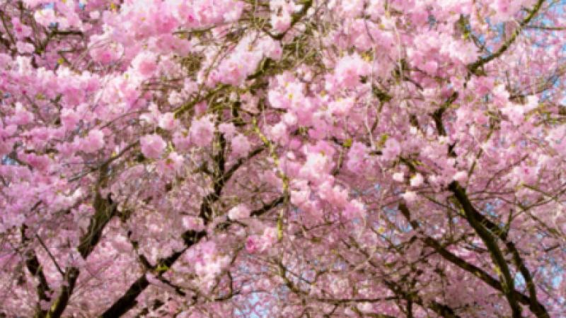 Coup de cur : Le cerisier du Japon