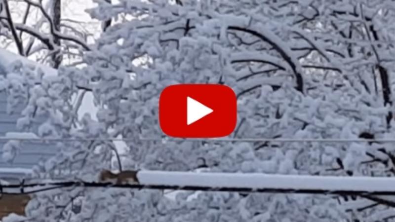 Un écureuil fait le chasse-neige
