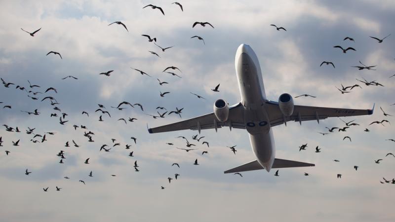 Un avion a été victime d'un accident technique après avoir percuté un oiseau en plein vol. 