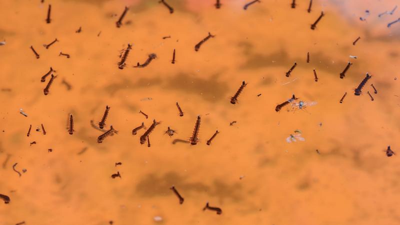 Tuer les larves reste le principal moyen de lutte contre la prolifération de moustiques.
