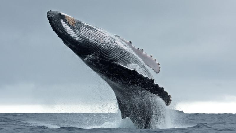 Le Japon continue à chasser la baleine.