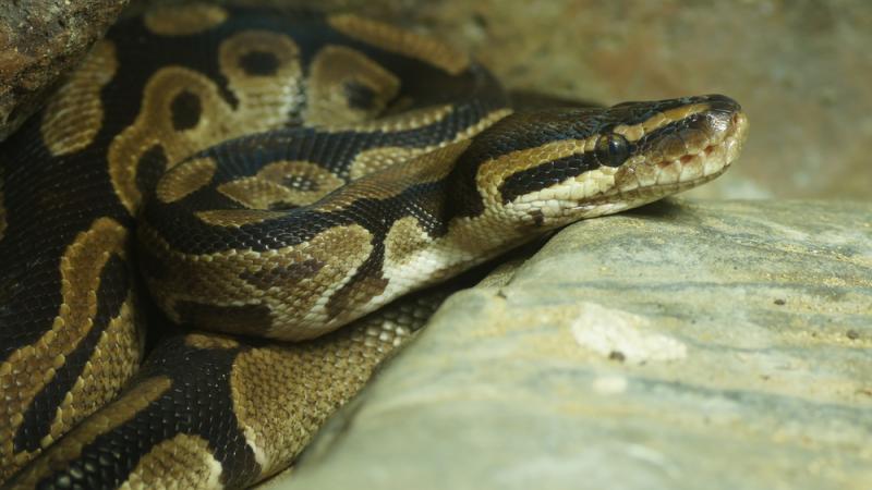 python royal à Clermont-Ferrand