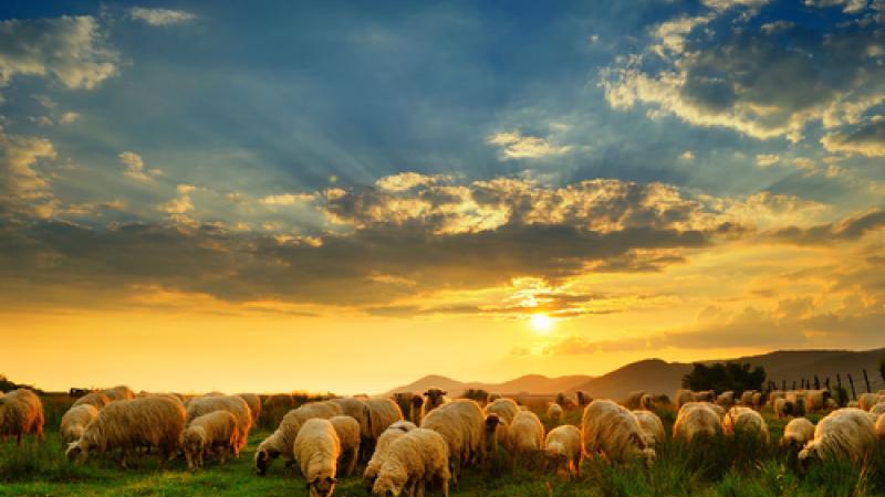 Visitez les îles féroés grâce à un mouton