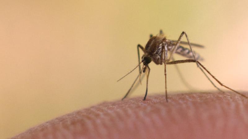 Invasion de moustiques en 2014?