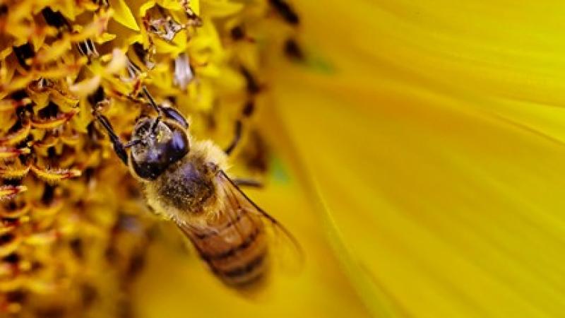 abeille tournesol