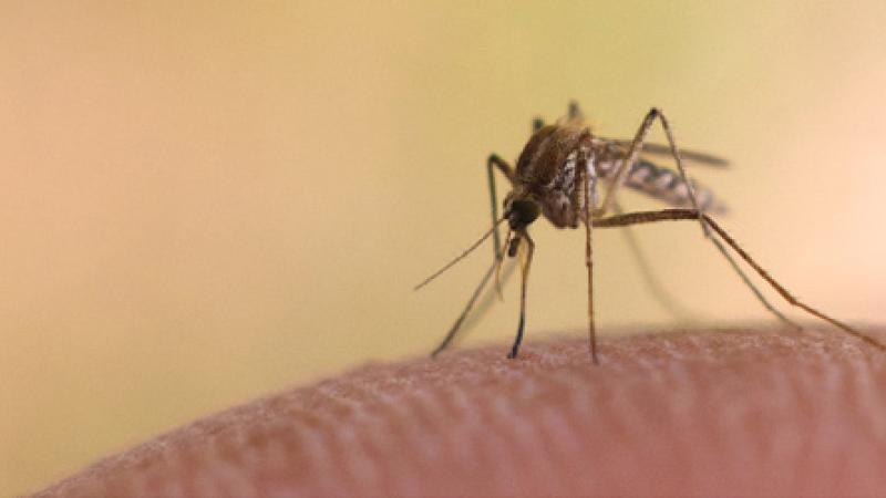 Où en sont les moustiques en ce début de juillet ?