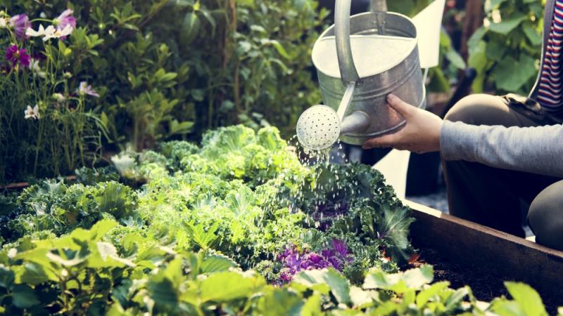 economiser-eau-jardin