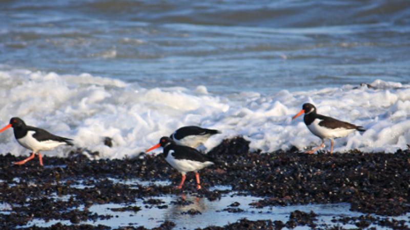 50 000 oiseaux échoués sur le littoral européen !