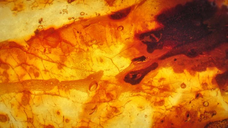 Les tiques découvertes dans de l'ambre sont vieilles de 100 millions d'années.