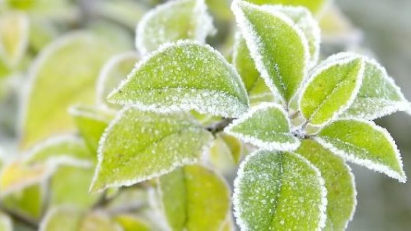 Comment protéger ses plantes contre le froid de l'hiver ?