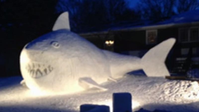 Requin des neiges