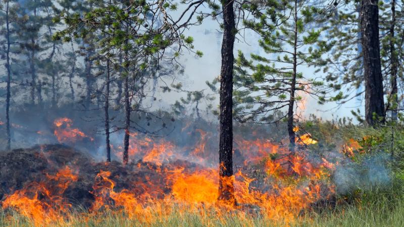 250 000 hectares de forêt ont été ravagés par les flammes.