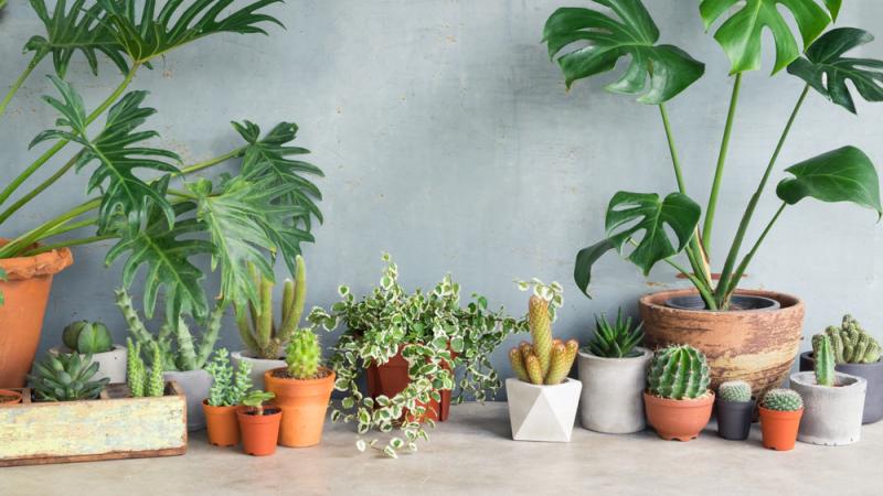 plantes vertes maison