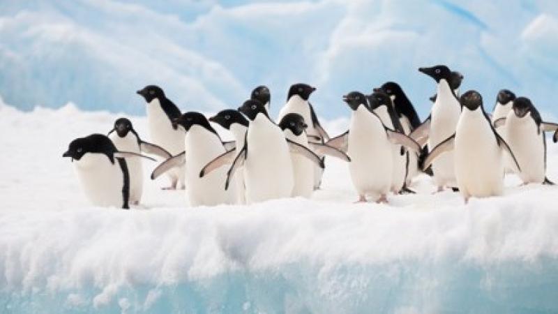 L'Antarctique, jusqu'au bout du monde