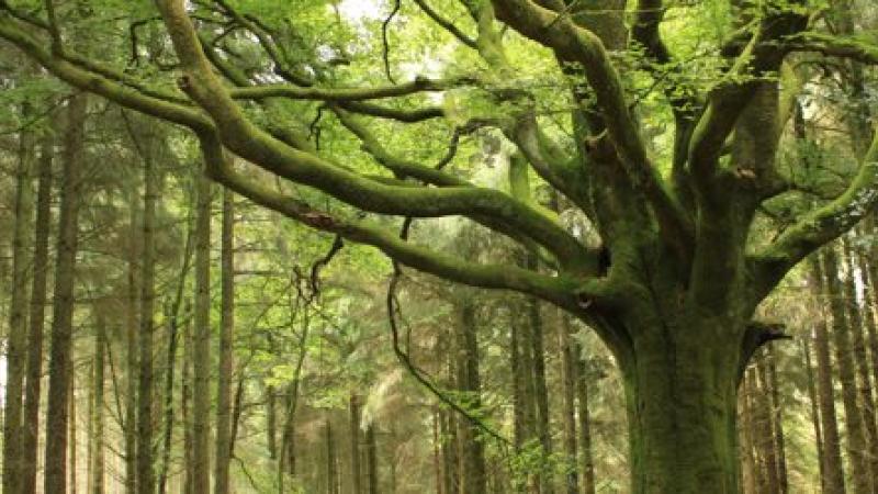 Brocéliande : découvrez la forêt de la légende du Roi Arthur !