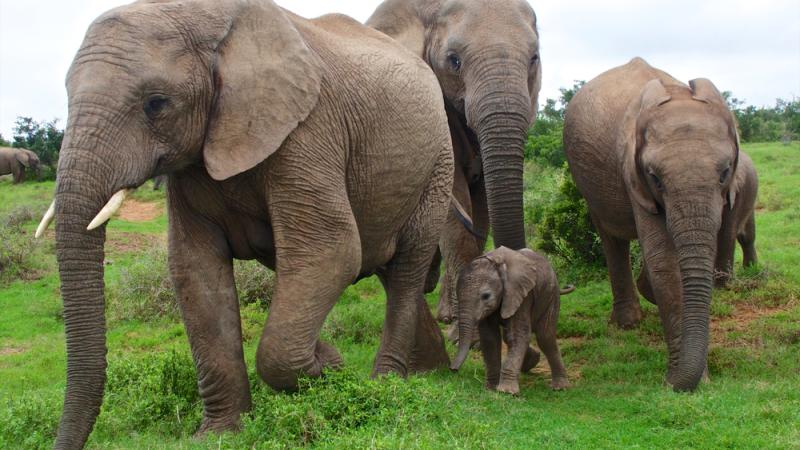 birmanie-braconnage-danger-elephants-espece-extinction