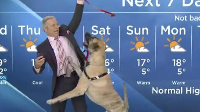 Un bulletin météo perturbé par un chien