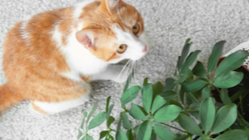 Plantes vertes et chat : 4 conseils pour éviter le chaos