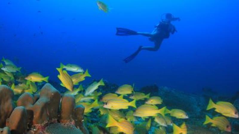 Grande barrière de Corail en Australie filmée en 360°
