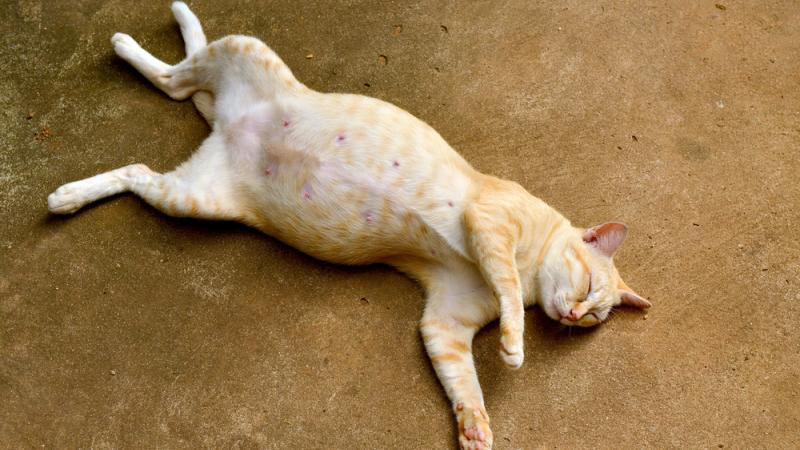 Trente à cinquante chats sont morts dans des circonstances suspectes en juin 2017. 