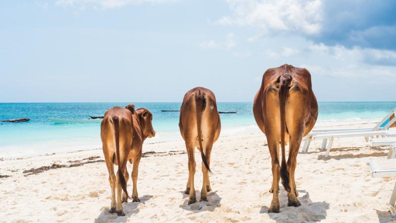 vaches plage