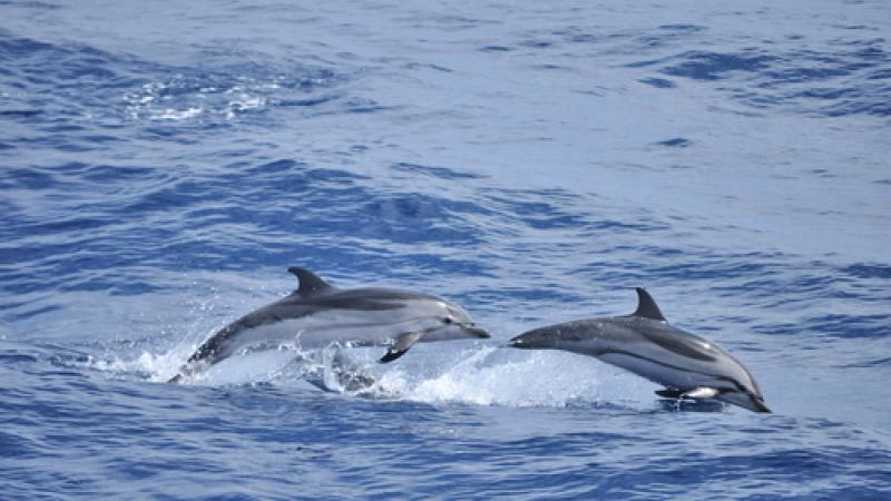dauphins sauvages