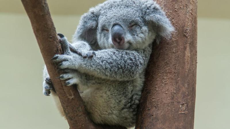 Un koala a été retrouvé vissé à un poteau dans un parc.