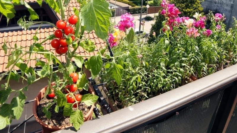 légumes balcon
