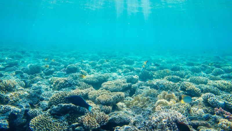 Les coraux produisent des toxines nocives qui pourraient être transformées en médicament.