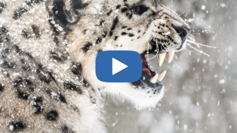 Rencontre surprenante en Inde entre des skieurs et un léopard des neiges