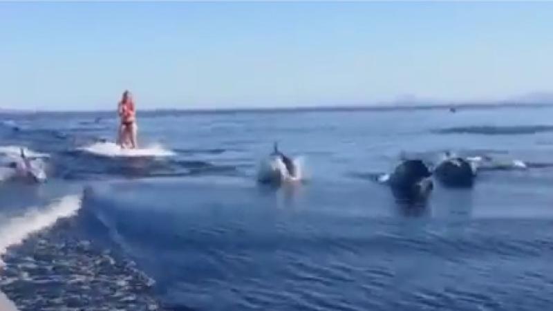 Faire du wakeboard avec des dauphins, ça vous dit ? 