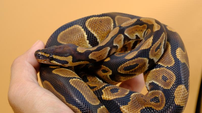 Les pythons royaux ne mordent pas et sont non-toxiques.