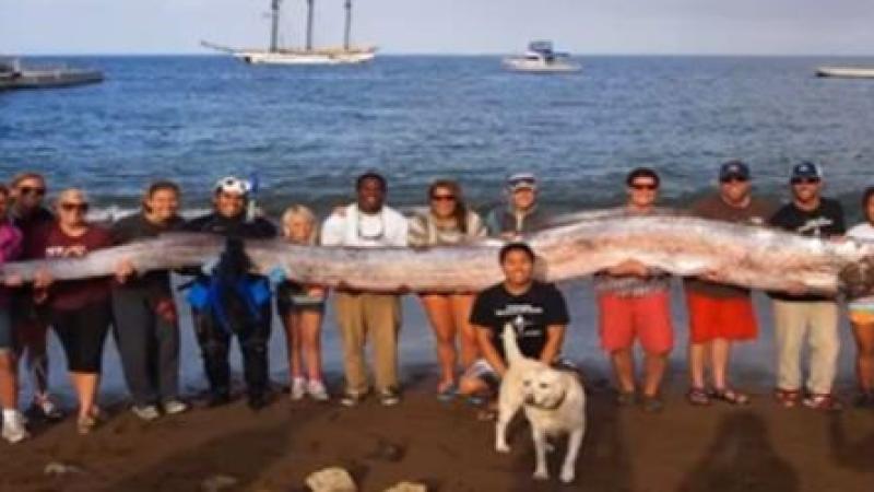 Un poisson géant découvert en Californie