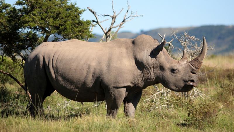 Le dernier rhinocéros blanc est-il vraiment mort ?