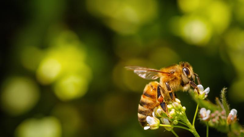 Les abeilles continuent à disparaître en France.
