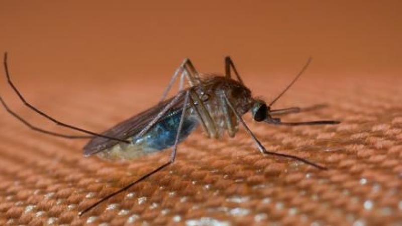 Eviter les moustiques dans votre maison avec classe