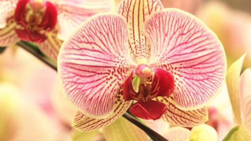 Top 5 des plus belles variétés d'orchidées