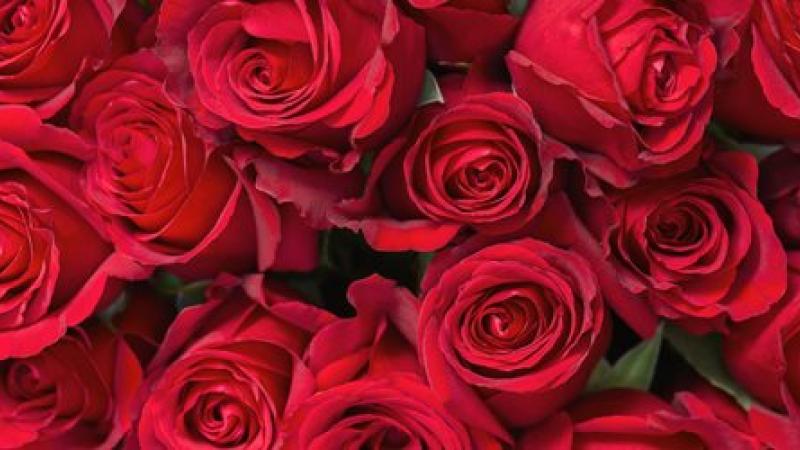 Pourquoi la rose rouge est-elle le symbole de l'amour ?