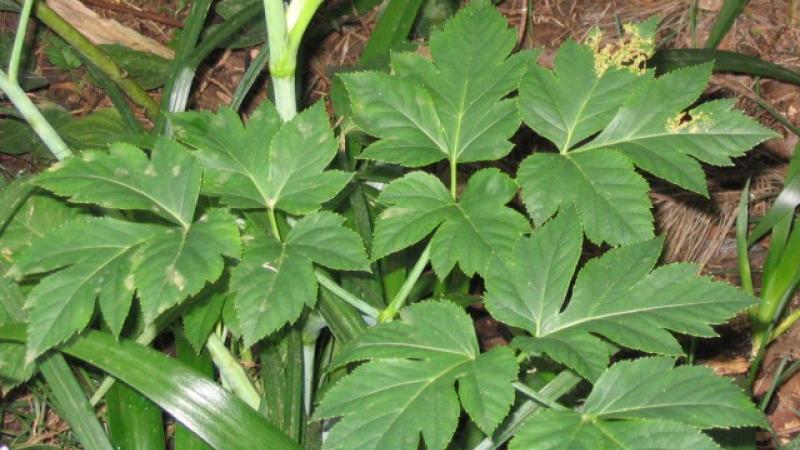  Connaissez-vous l'ashitaba cette plante japonaise aux vertus anti-âge ?