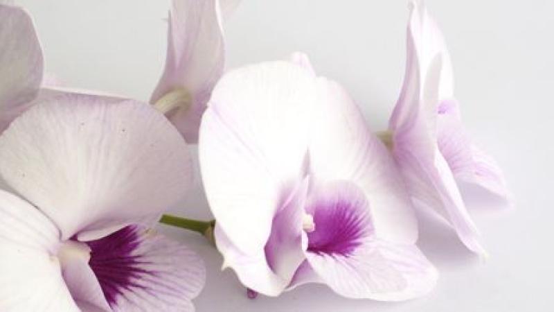 Comment faire pour conserver une orchidée ?