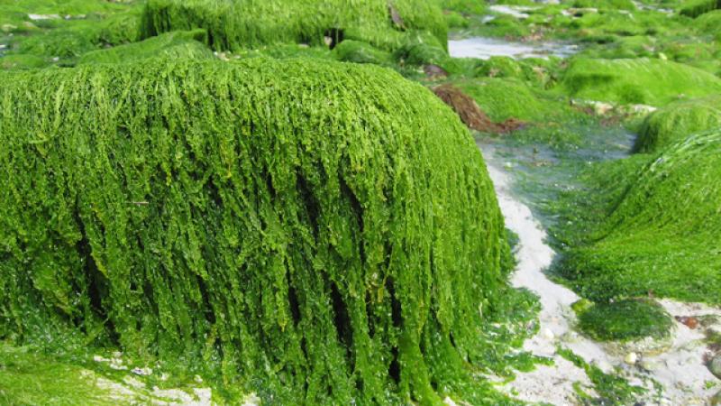La Chine envahie par les algues