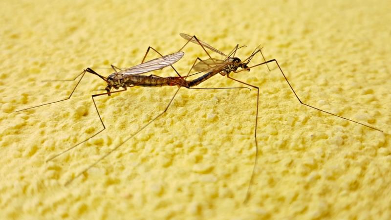 moustique-virus-zika 