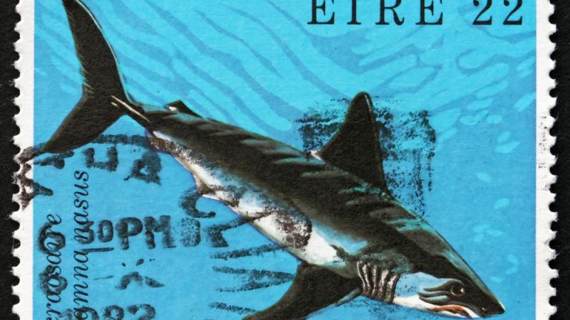 requin-taupe-balisage-bretagne-science-etude