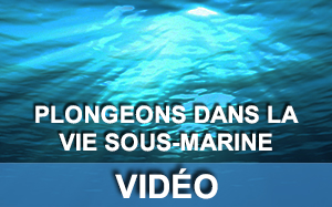 Vidéo sur la vie sous-marine